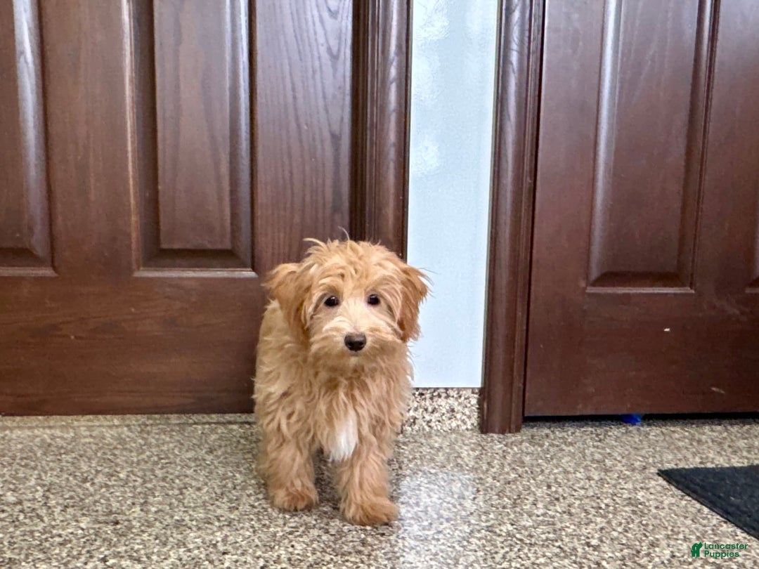 Maltipoo dogs for sale: Frankie - Ad 3