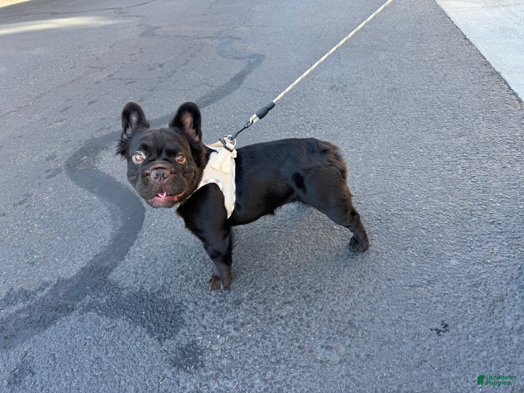 French Bulldog dogs for sale: Tiffany  - Ad 4