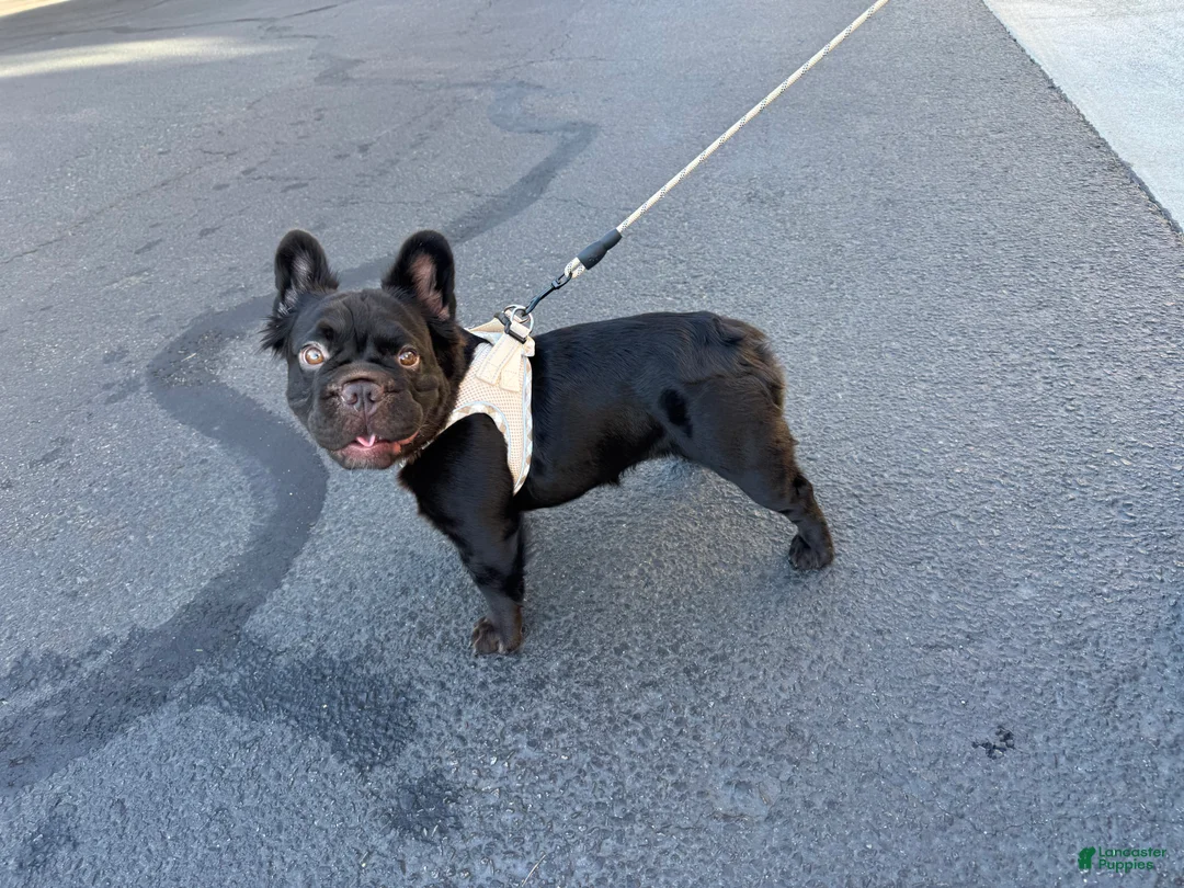 French Bulldog dogs for sale: John Snow - Ad 4