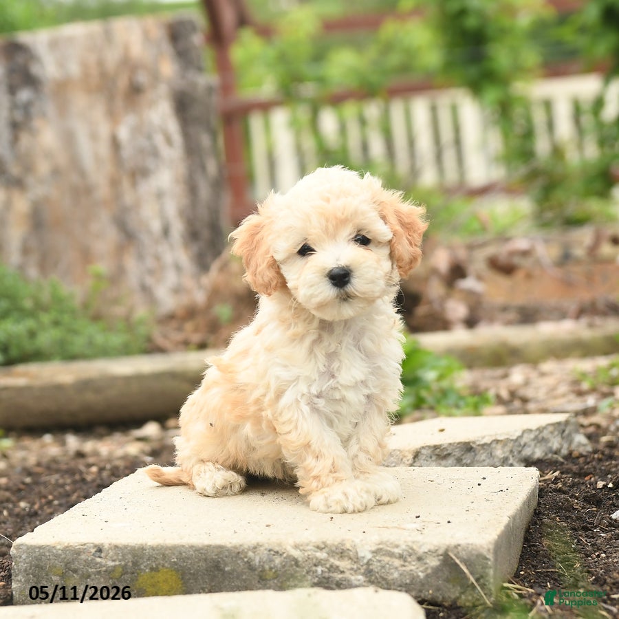 Bichpoo dogs Violet - Ad 1