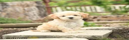 Bichpoo dogs for sale: Violet - Ad 1