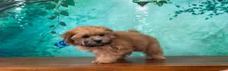 Teddy Bear dogs for sale: Rusty - Ad 3