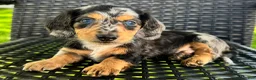 Dachshund dogs for sale: Dominic - Ad 4