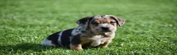 Beabull dogs for sale: Denver - Ad 9