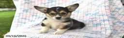Welsh Corgi Pembroke dogs for sale: Austin - Ad 3