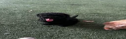 Shihpoo dogs for sale: Shihpoo 1 - "Puma" - Ad 4