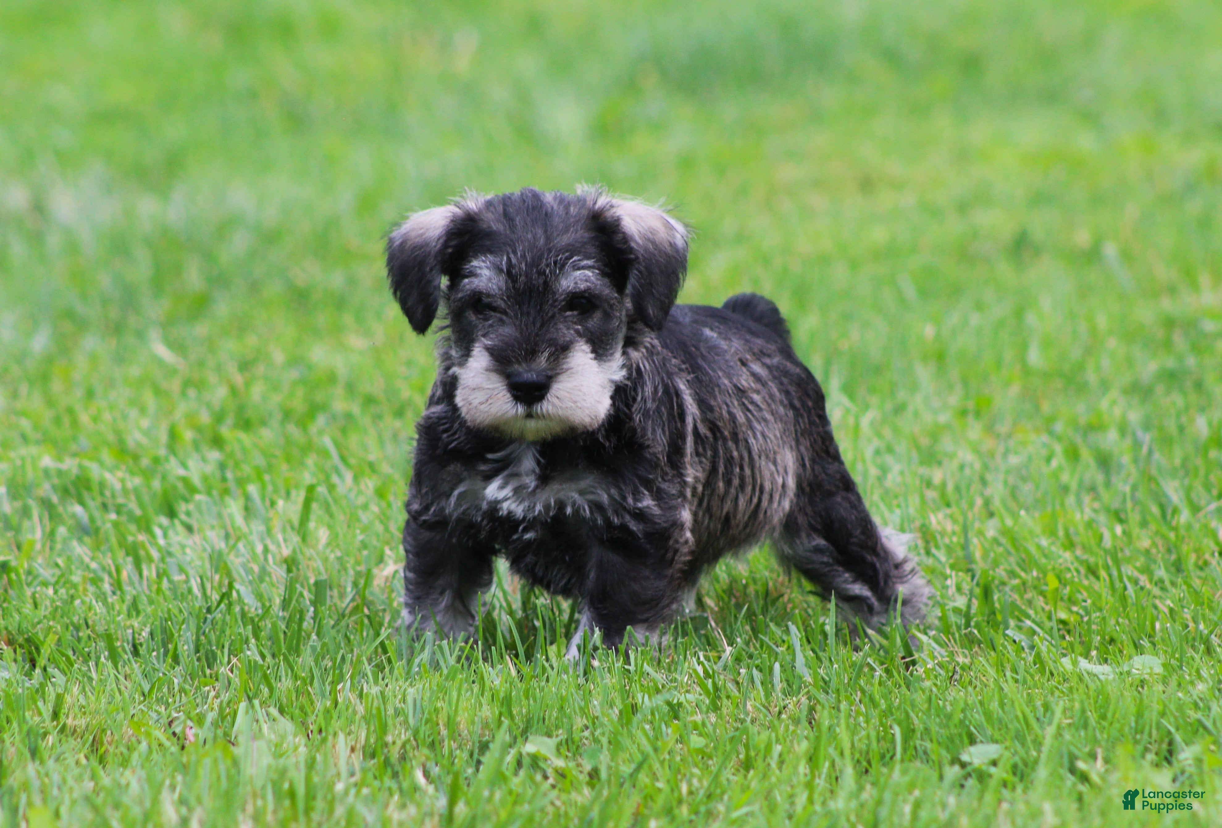Miniature Schnauzer dogs Stetson  - Ad 1