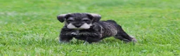 Miniature Schnauzer dogs for sale: Stetson  - Ad 1