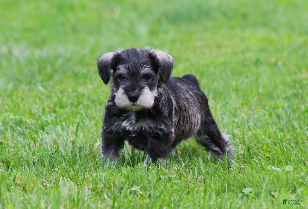 Miniature Schnauzer dogs for sale: Stetson  - Ad 1