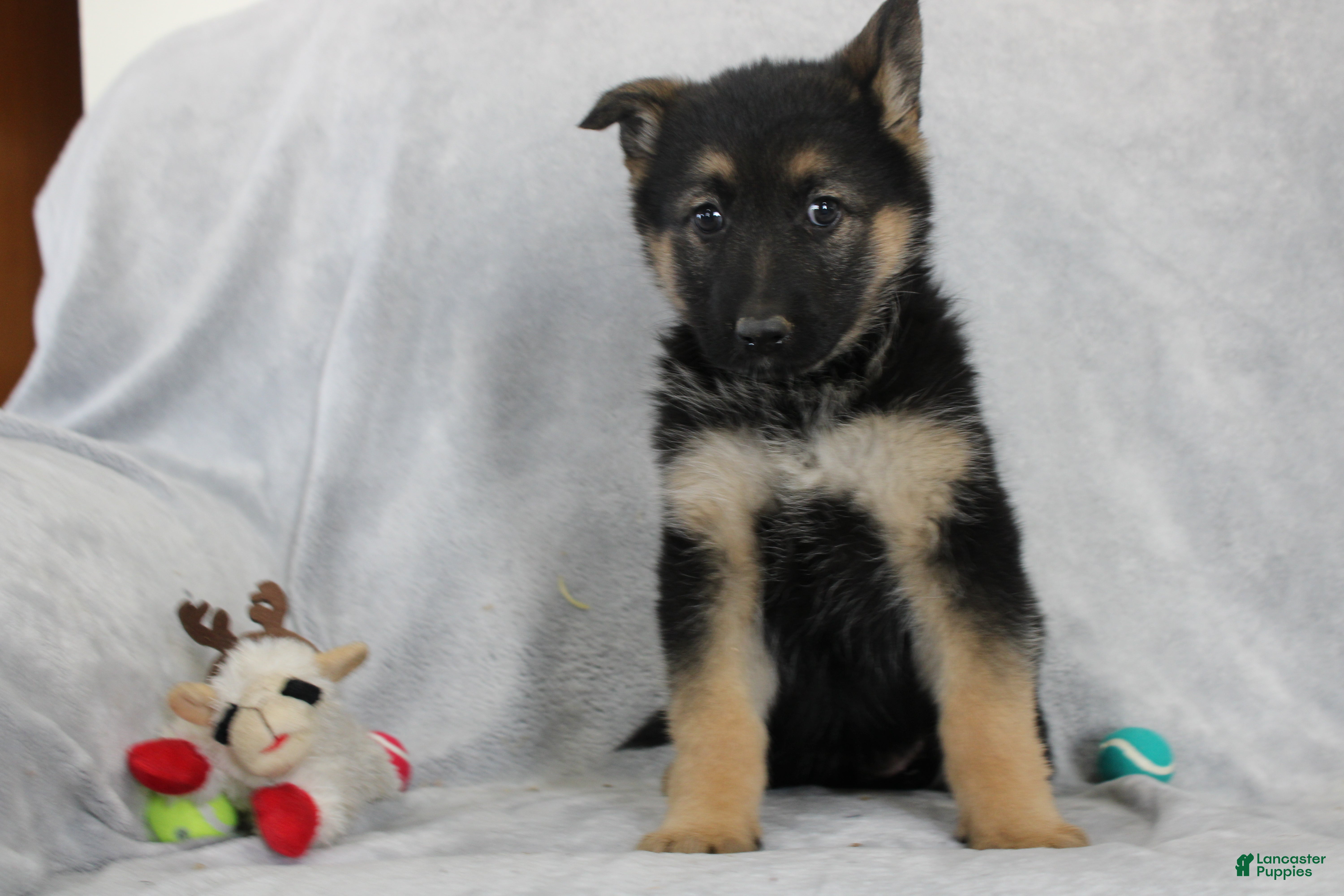 German Shepherd dogs Cassie - Ad 2