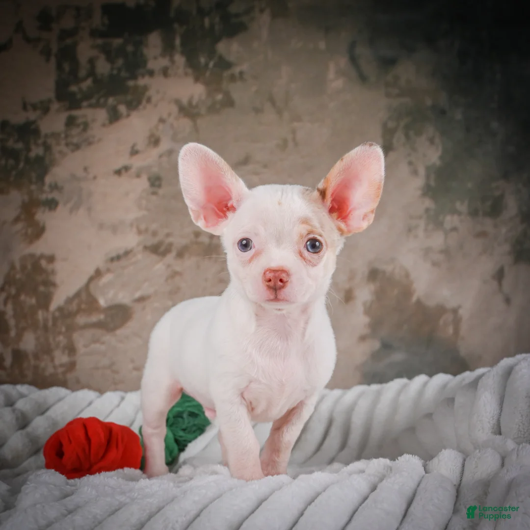 Chihuahua dogs for sale: Cole - Ad 1