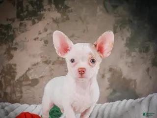 Chihuahua dogs for sale: Cole - Ad 1