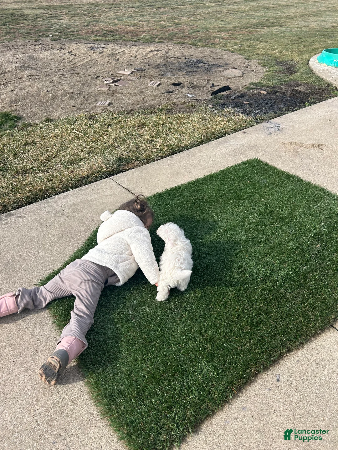 Mixed Breed dogs for sale: Scout - Ad 5