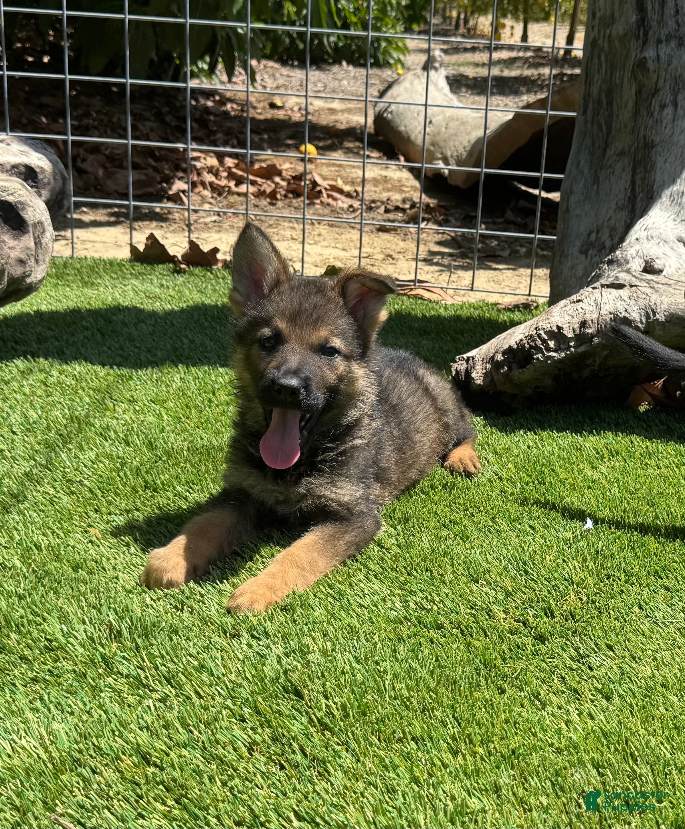 German Shepherd dogs German Shepherd 1 - Ad 1