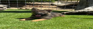 German Shepherd 1