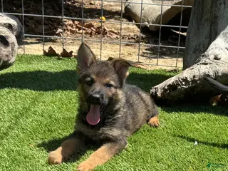 German Shepherd dogs for sale: German Shepherd 1 - Ad 1