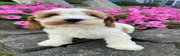Mixed Breed dogs for sale: Ruby - Ad 4