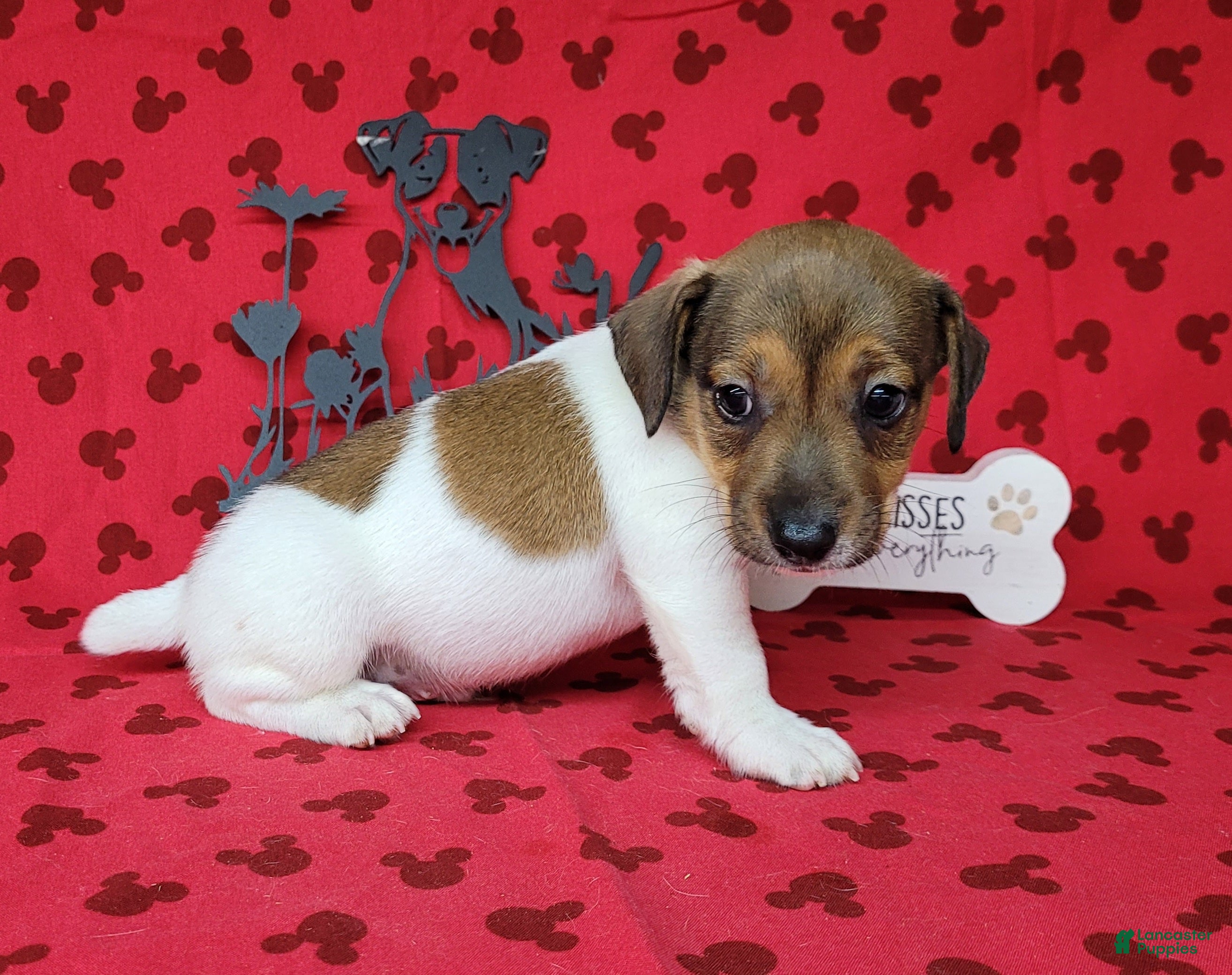 Jack Russell Terrier dogs Puck CKC registered male - Ad 2