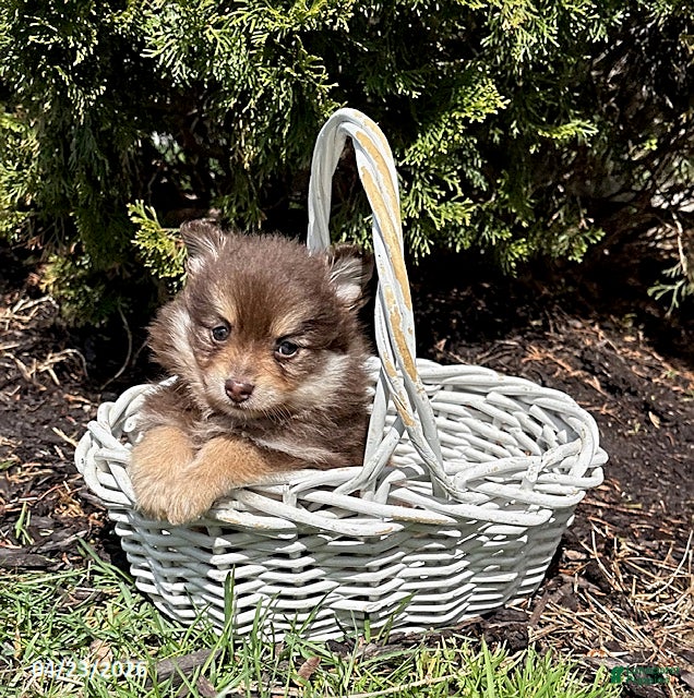 Pomeranian dogs KitKat - Ad 2