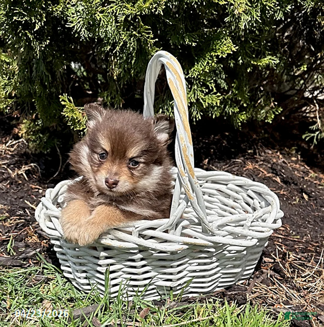 Pomeranian dogs for sale: KitKat - Ad 2