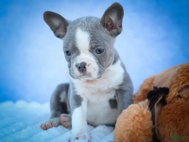Frenchton dogs Pumpkin 🎃 - Ad 1