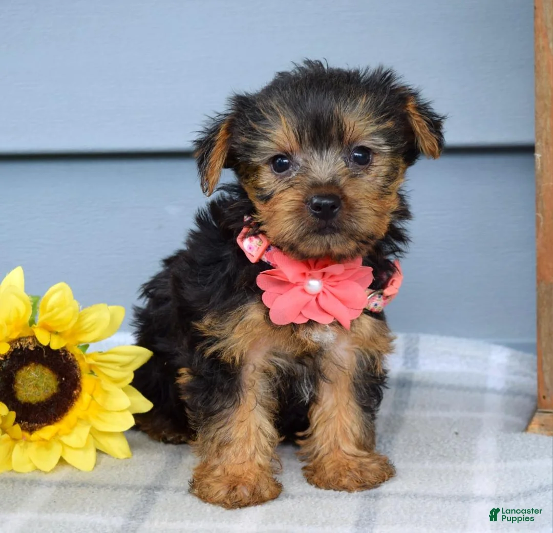 Yorkshire Terrier dogs for sale: Abby - Ad 11