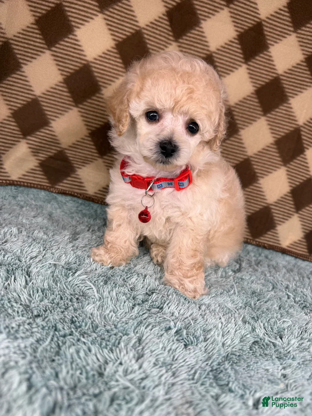 Toy Poodle dogs for sale: Milo (Tiny teacup) - Ad 1