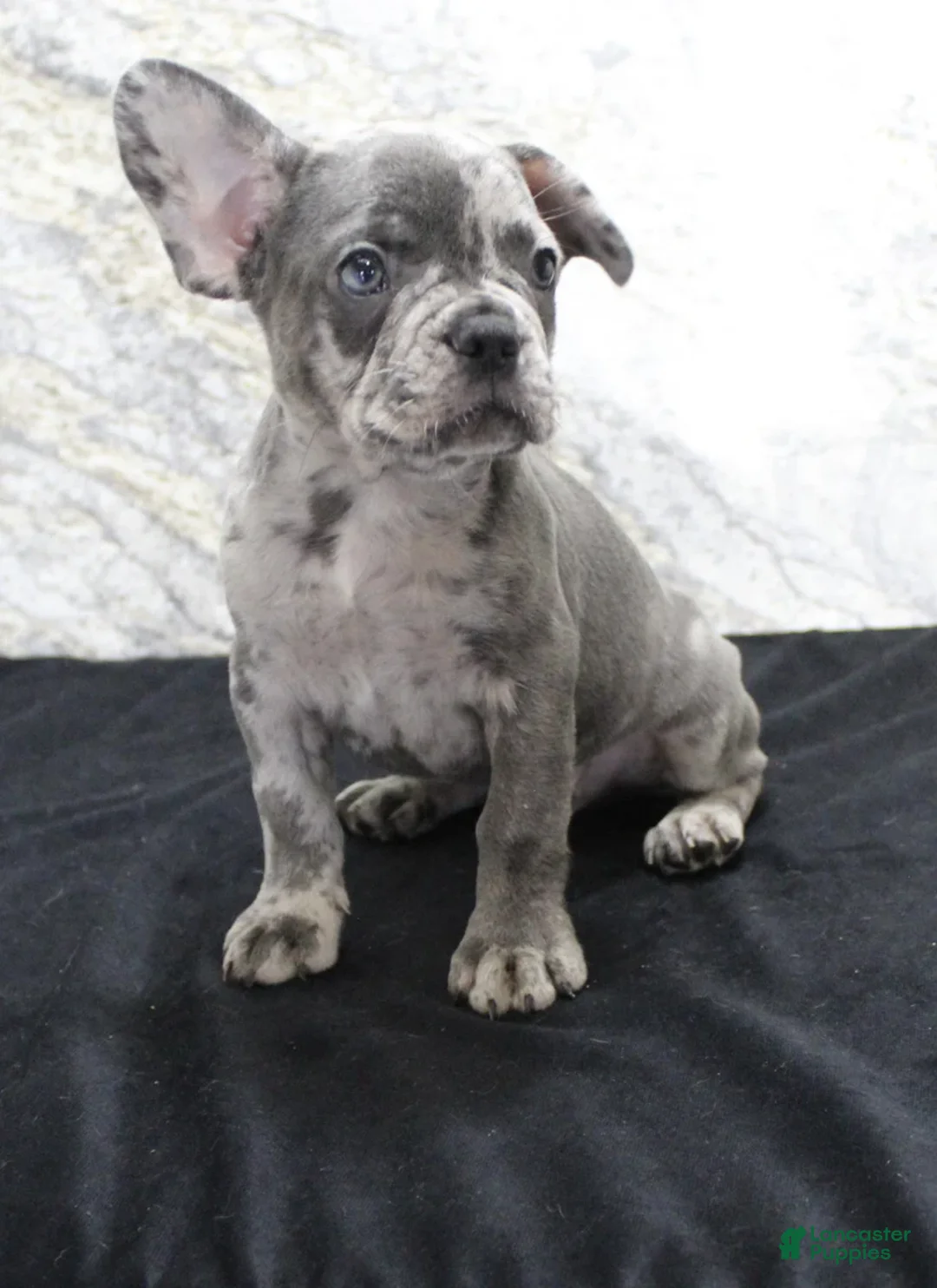 French Bulldog dogs for sale: Sawyer - Ad 4