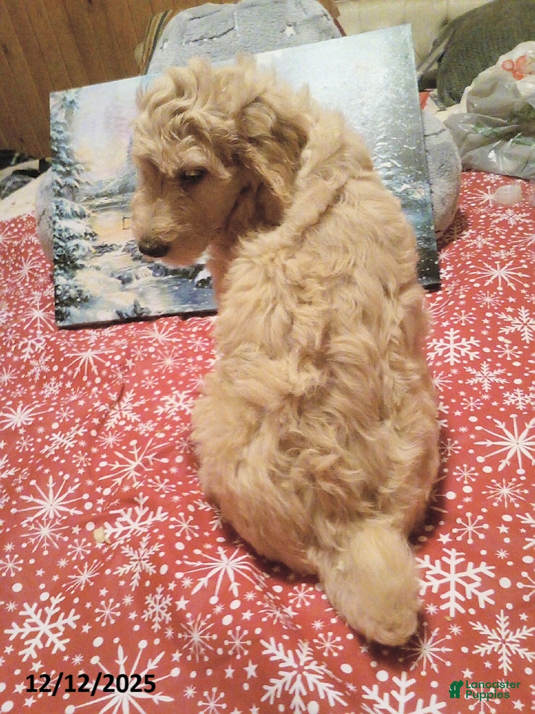 Goldendoodle dogs for sale: Penny - Ad 2