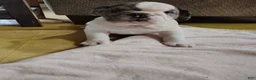 English Bulldog dogs for sale: Aspen  - Ad 6