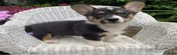 Welsh Corgi Pembroke dogs for sale: Jasper - Ad 3