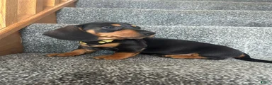Miniature Dachshund 3