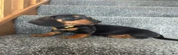 Miniature Dachshund dogs for sale: Miniature Dachshund 3 - Ad 1