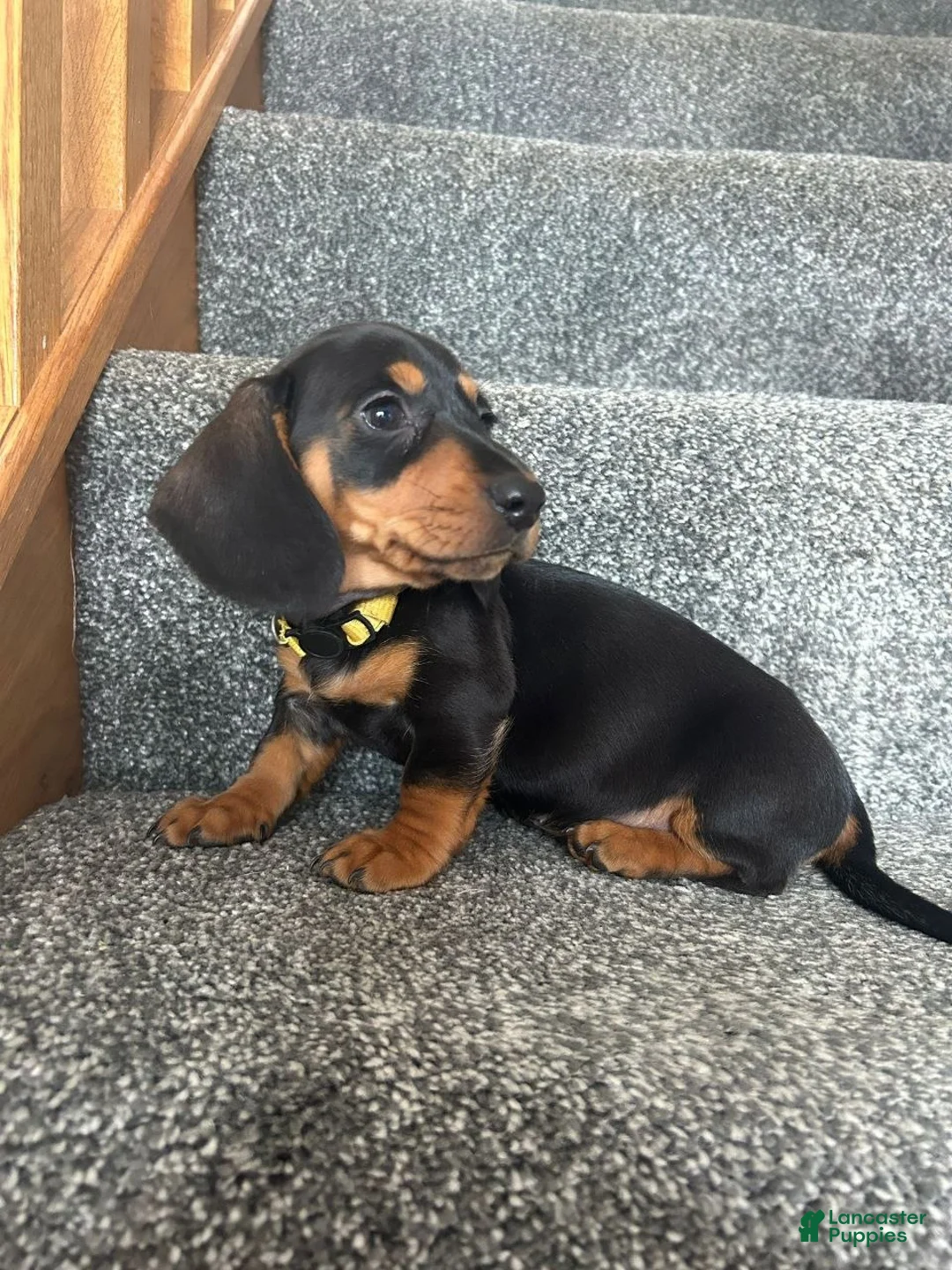 Miniature Dachshund dogs for sale: Miniature Dachshund 3 - Ad 1