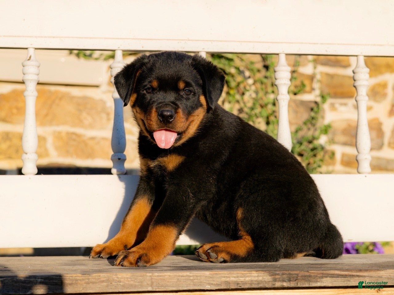 Rottweiler dogs Sirius - Ad 1