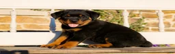 Rottweiler dogs for sale: Sirius - Ad 1