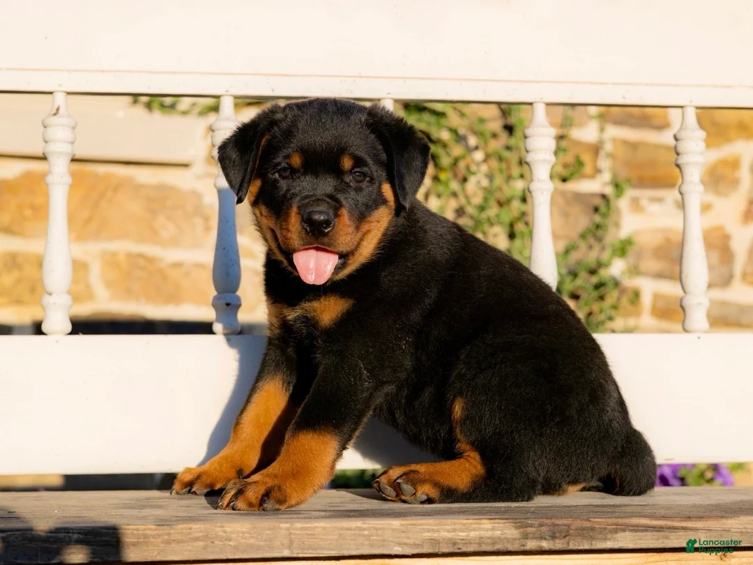 Rottweiler dogs for sale: Sirius - Ad 1