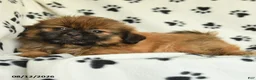 Shih Tzu dogs for sale: Zeke - Ad 5