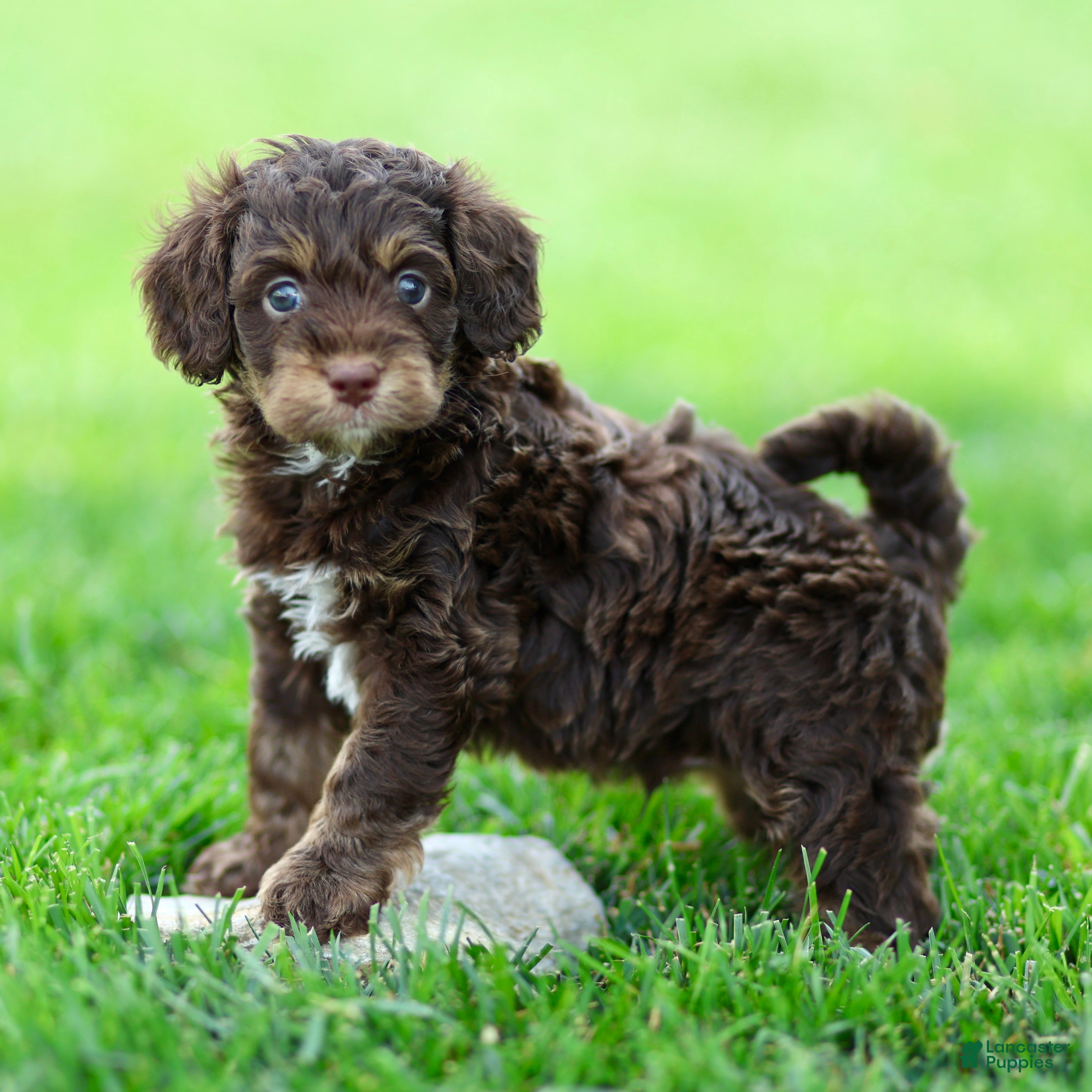 Cavapoo dogs Einstein - Ad 1