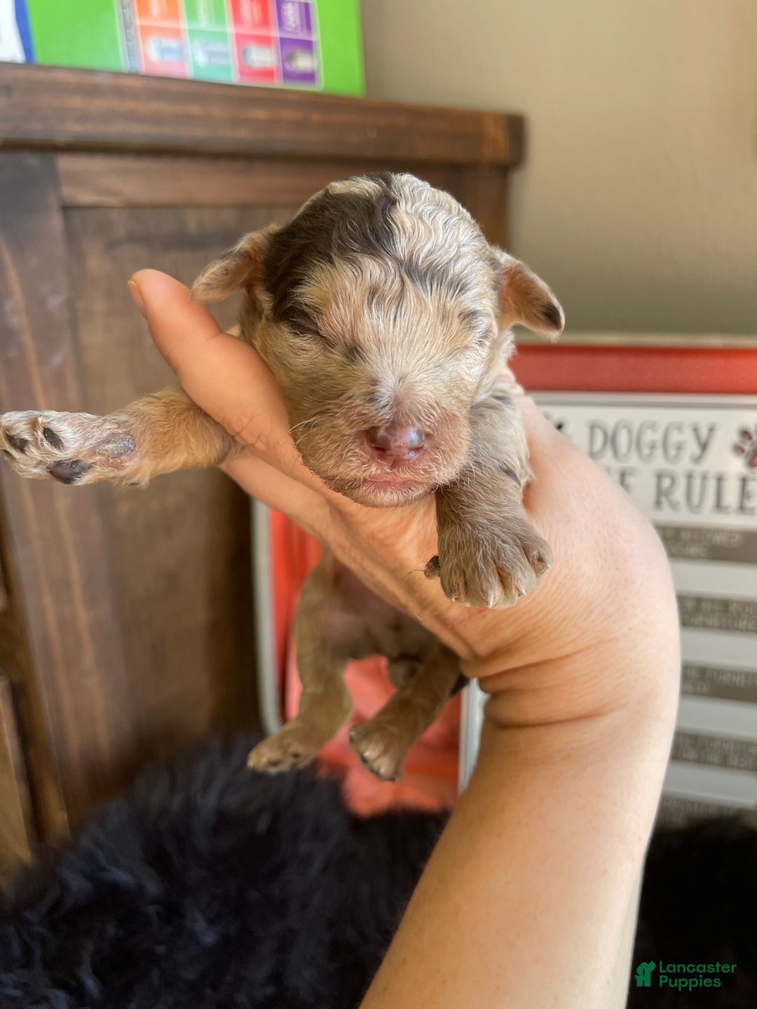 Miniature Poodle dogs for sale: Akc Chocolate Merle Phantom boy 2 - Ad 21