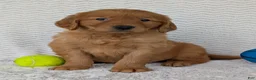 Golden Retriever dogs for sale: Lincoln  - Ad 9