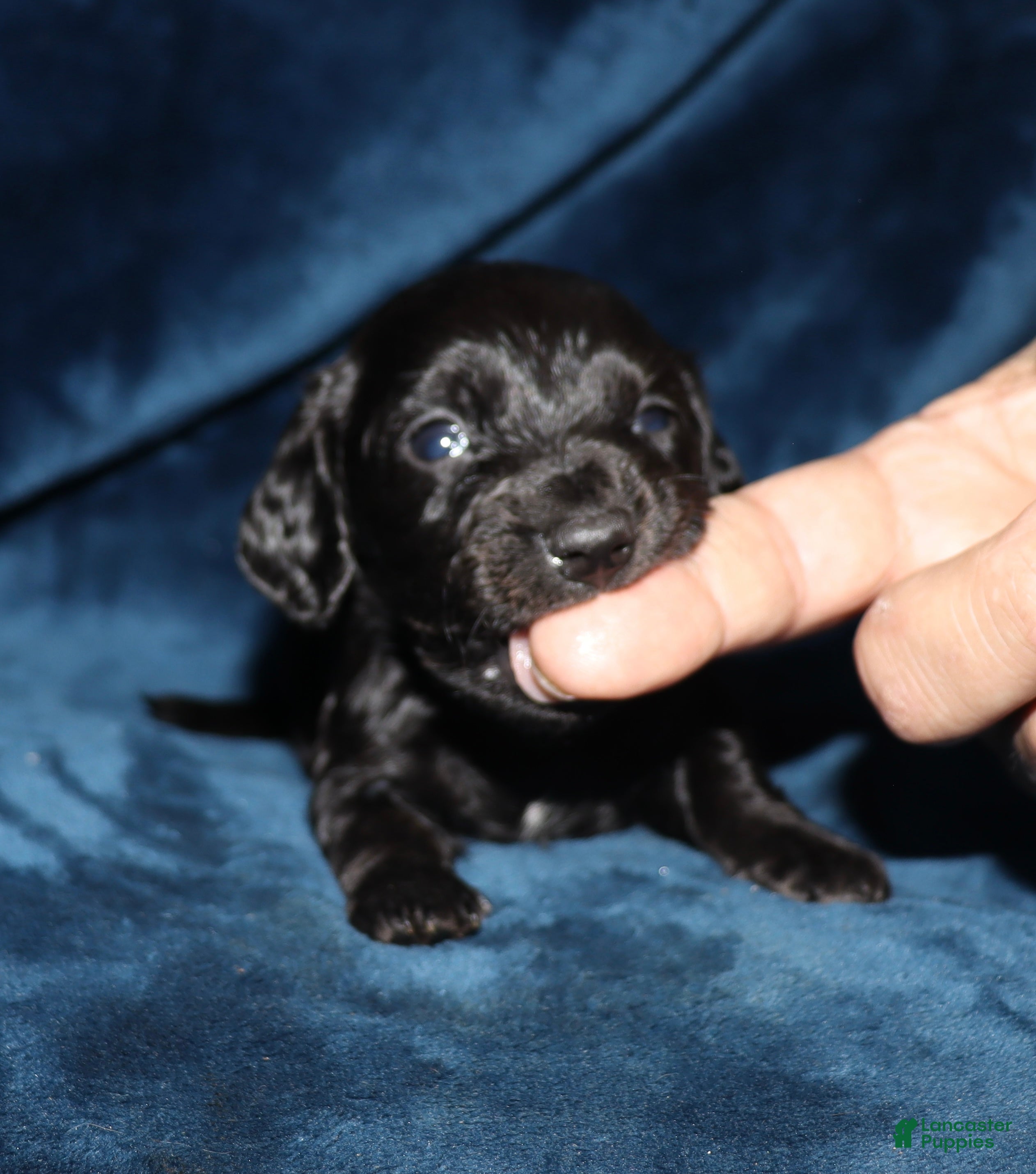 Miniature Dachshund dogs Kanan - Ad 40