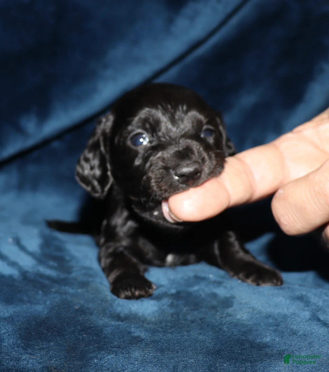 Miniature Dachshund dogs for sale: Kanan - Ad 1