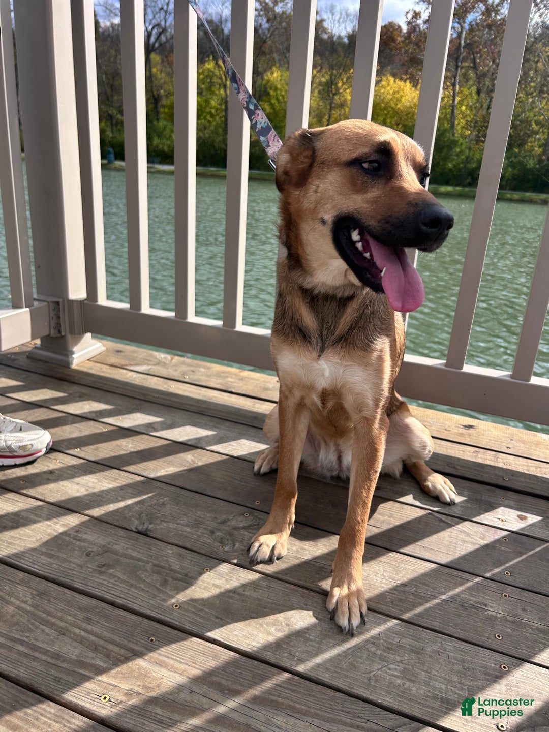 Mixed Breed dogs for sale: Jenna - Ad 3