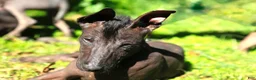 Xoloitzcuintle dogs for sale: Xoloitzcuintle Puppy 1 - Ad 4