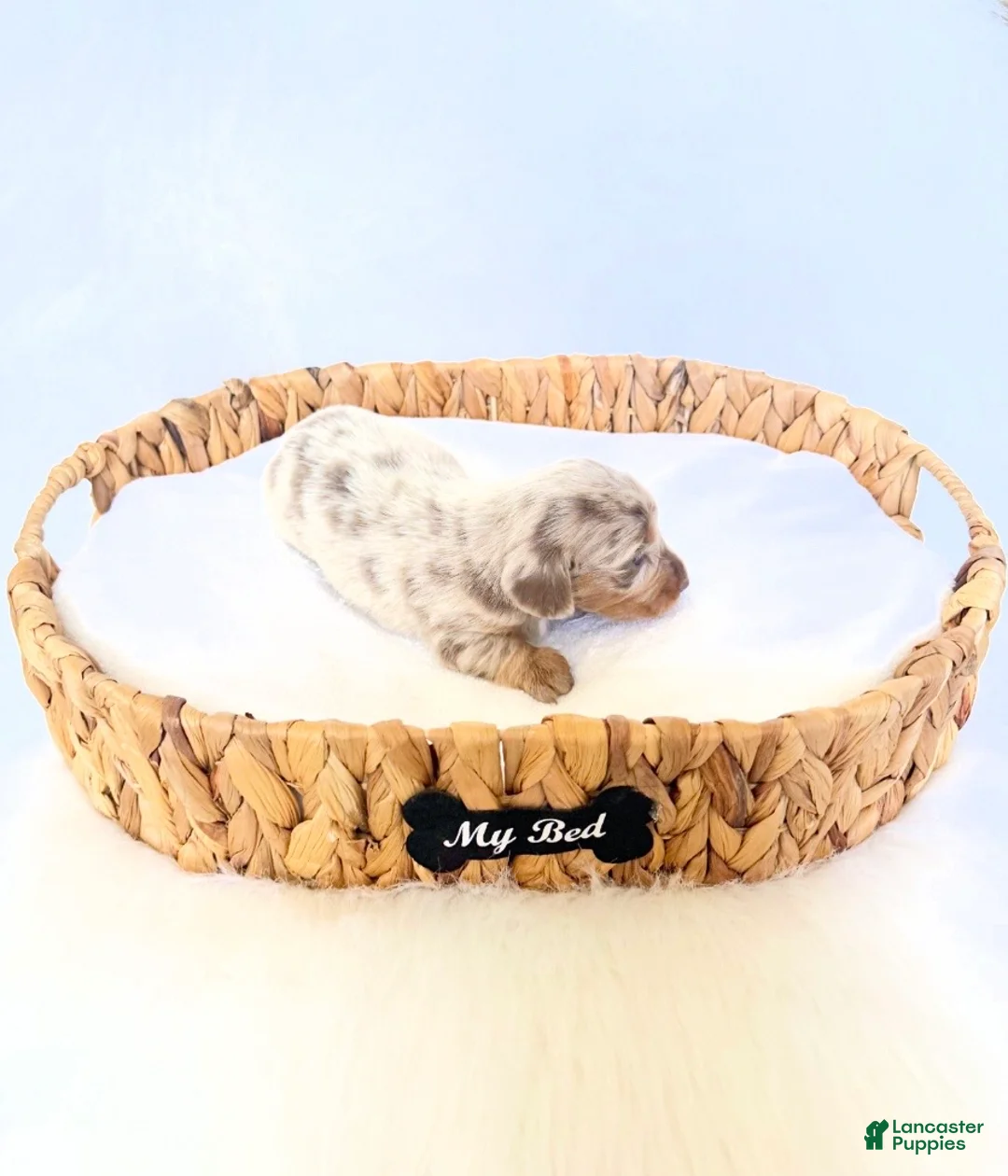 Miniature Dachshund dogs for sale: Pearl - Ad 2