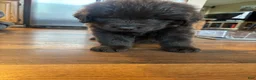 Newfoundland dogs for sale: Newfoundland Puppy 2 - Ad 2