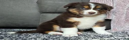 Australian Shepherd dogs for sale: Bobby - Ad 14