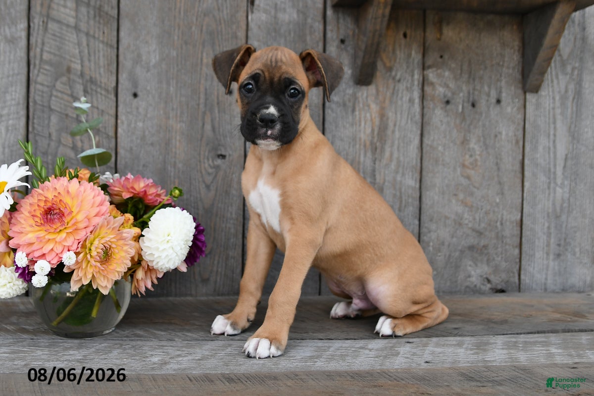 Boxer dogs Baxter - Ad 2