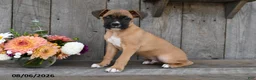 Boxer dogs for sale: Baxter - Ad 2